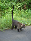 coati costa rica